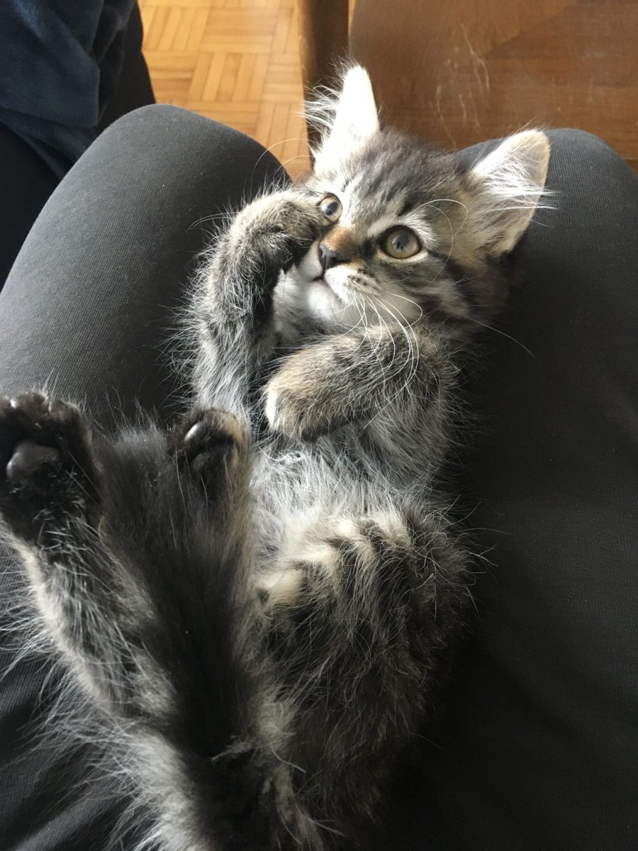 reddit siberian cats