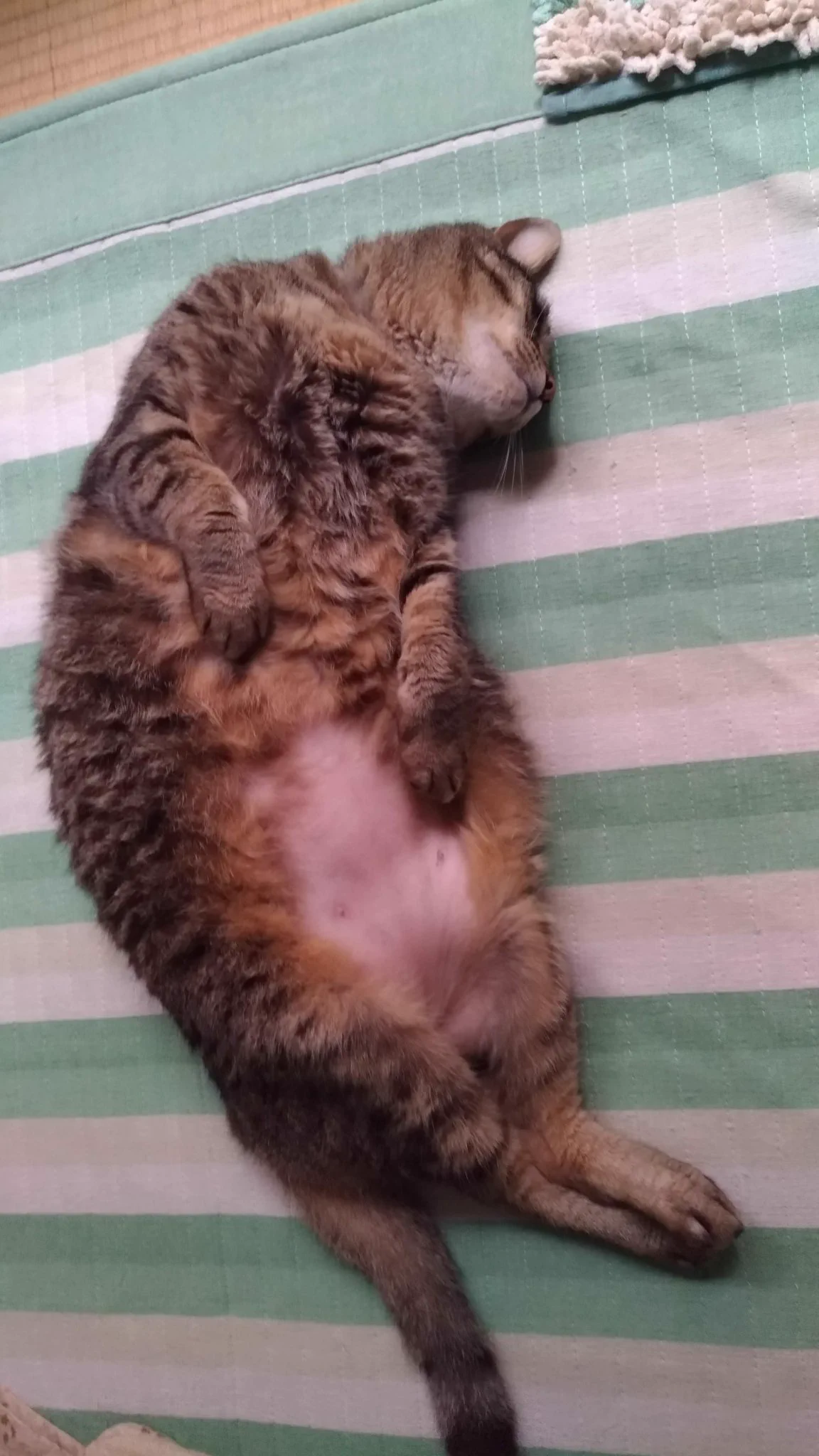 @expa_hoihoi @hubuki__pooh 実家の猫は10㌔でヘルニアに( •᷄ὤ•᷅) 