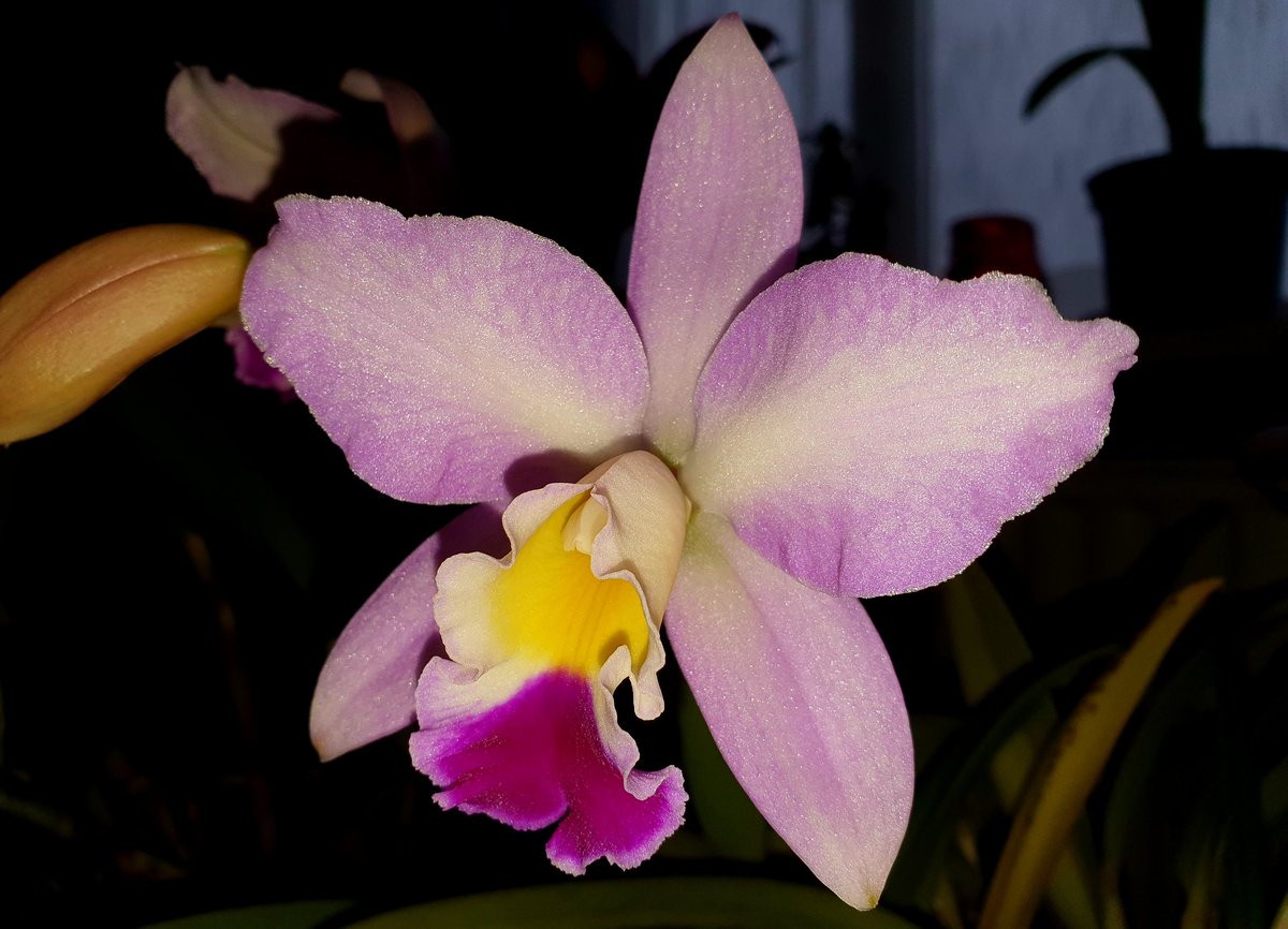 Jon_Earley's tweet photo. My Laeliocattleya Summer Christmas 'Maria' is producing 7 flowers from 3 spikes. Smells like Hyacinth with cream 😁 #Orchid #Cattleya https://t.co/GARbaUQ7By