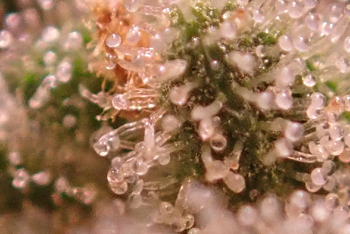 greenfusionled's tweet photo. #dogwalkerog #harvest
DAY 56
๐ฟ๐ฉ๐คค๐ฒ๐โ๐ฆบ
#medicalmarijuana #SundayFeels #hightimes #StonerFam #stonergirl #stony #blaze #toke #smokeweed #Canna #cannabisculture https://t.co/0KhTC4jHOw