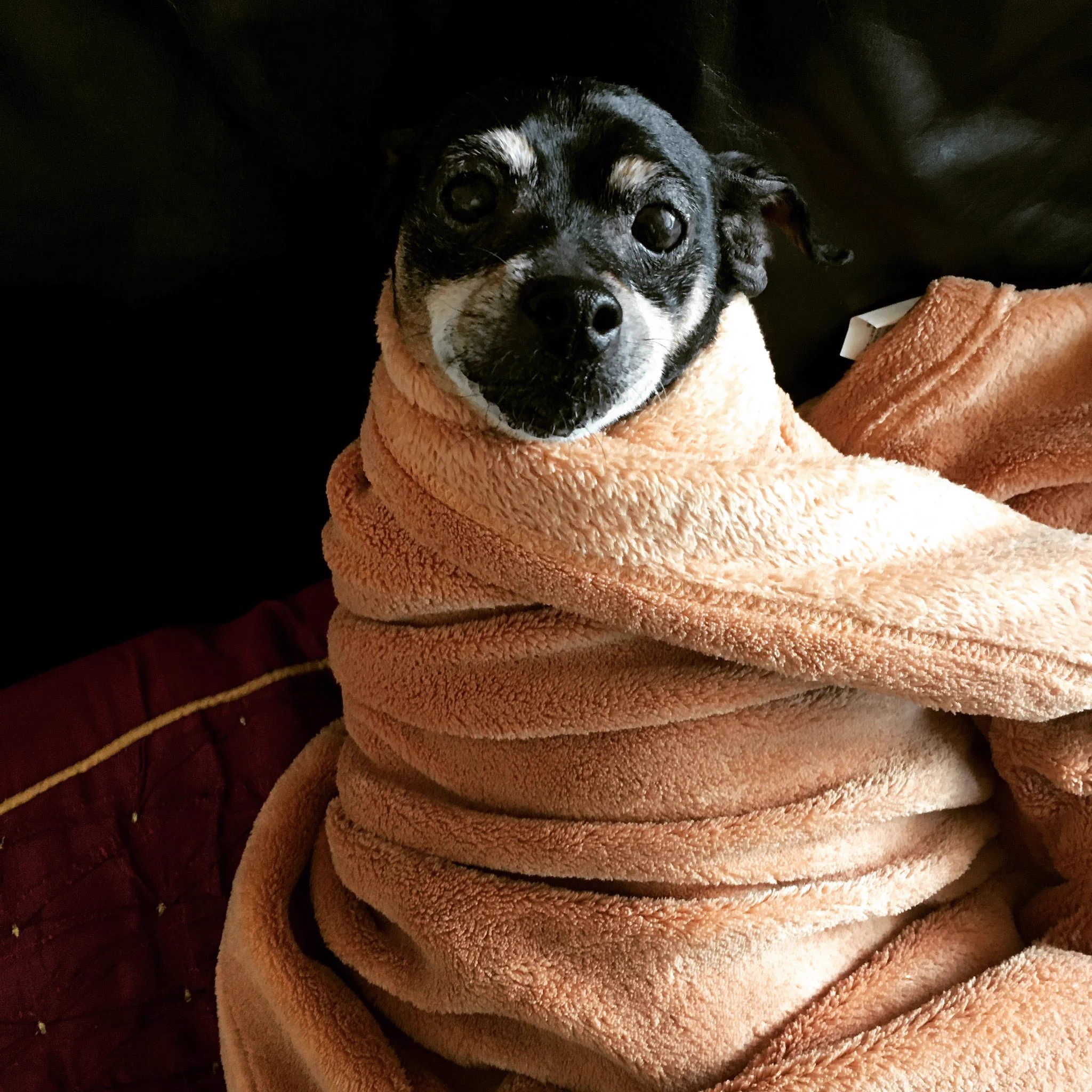 @expa_hoihoi @Ladybird0612 有難う御座います。拙宅のトグロ犬もどうぞー。耳掃除の時は毎回こーなりますです😅 