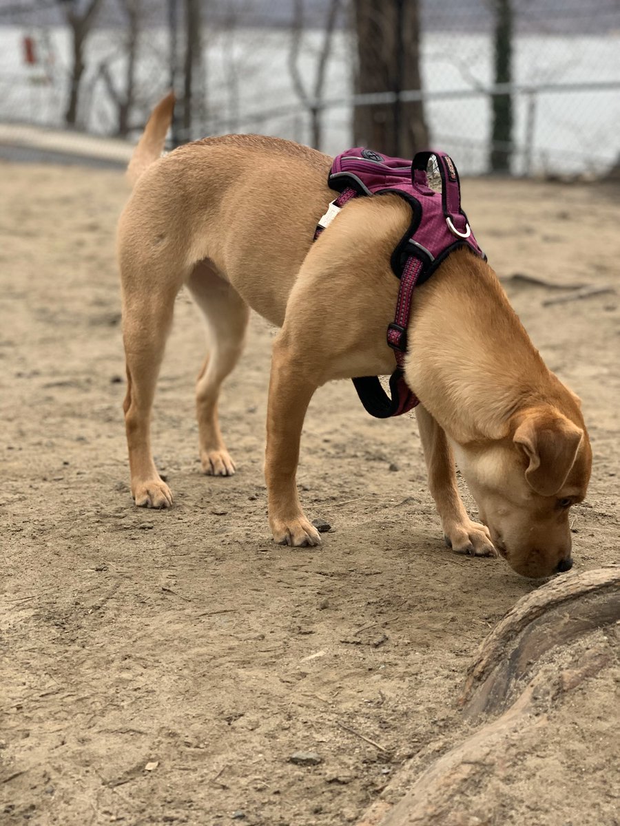 jjhernandeznyc's tweet photo. Morning walks to the park w/ my bestie! #SharpEagle https://t.co/56liHLoj9F