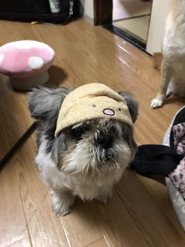 @expa_hoihoi 我が家の愛犬、結構嫌いじゃないみたい 