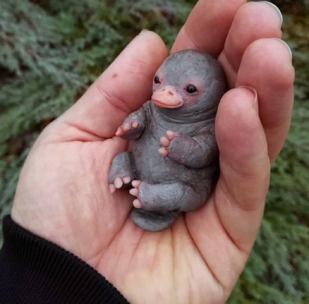 Please tell me this is an actual photo of what a baby platypus looks like and not a toy so I can lose my shit over how f-ing adorable it is.
