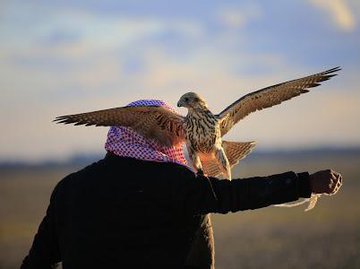 عرض الصورة على تويتر