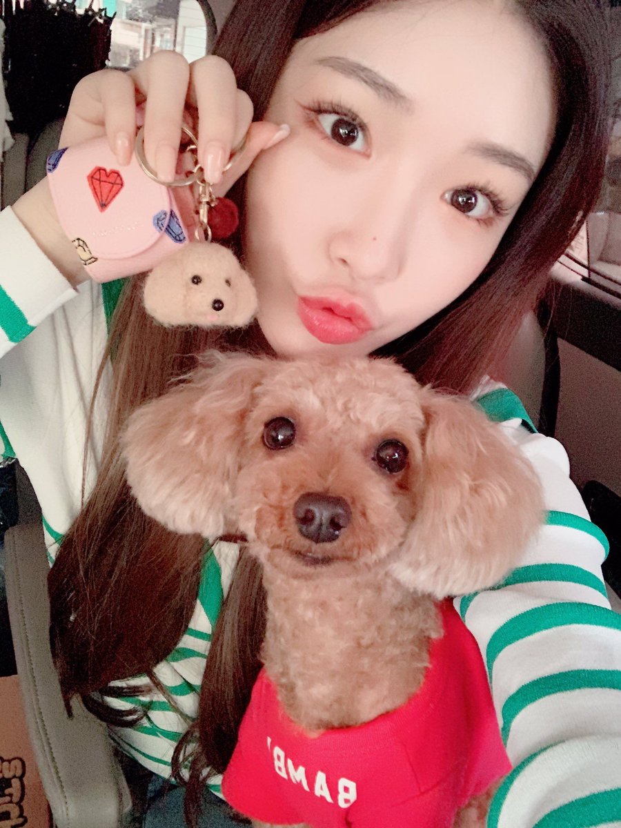 bowscraft's tweet photo. Es tiempo de darle mucho amor a nuestro #PoeticAnwar, por lo que Bambi y yo estrenamos AirPods para escuchar como se debe el nuevo temazo de este rey. Actualicen sus playlist y agreguen de una vez #TryAgainWAnwar porque créanme, no se van a arrepentir. 🐶💖 https://t.co/9sRgpc8zHe