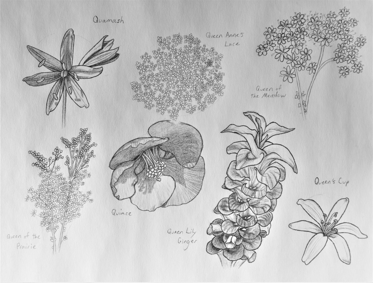 Plants beginning with the letter Q. Which one is your favorite?

We're getting close to the end! What to you want to see next?

#study #sketchbook #pencilsketch #plants #alphabet #quamash #queenanneslace #queenofthemeadow #queenoftheprairie #quince #queenlilyginger #queenscup