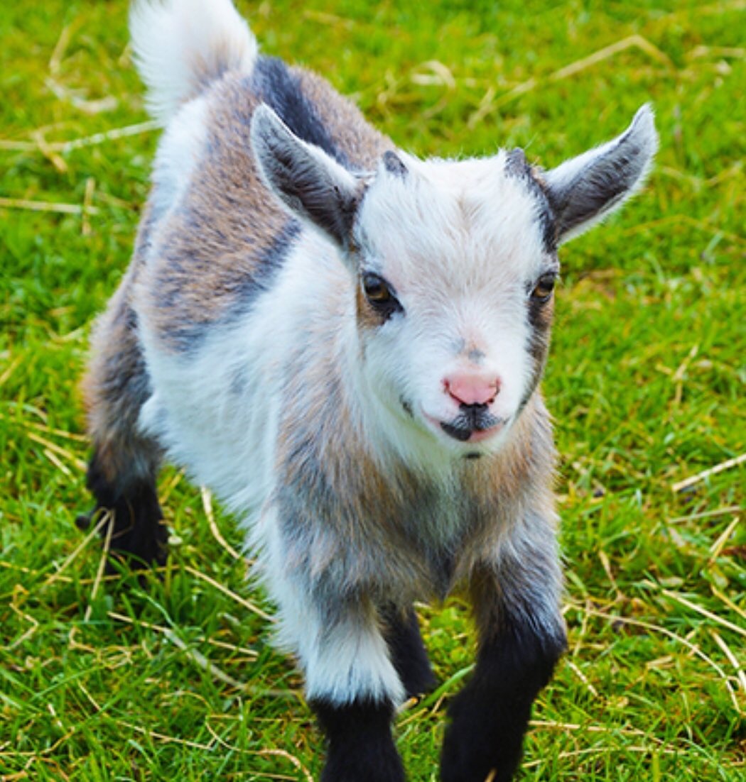 bigsheepdayout's tweet image. ⭐⭐⭐⭐. would rate 5, but not working properly. Super cute, but won't stay in one place, likes jumping from height.... and keeps running into things head first.... #rateaspecies