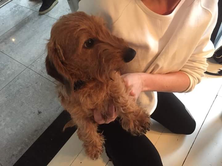 Joehoe, kleine ondeugende Ollie is weer terecht. Iedereen super bedankt voor alle RT's ❤️😘