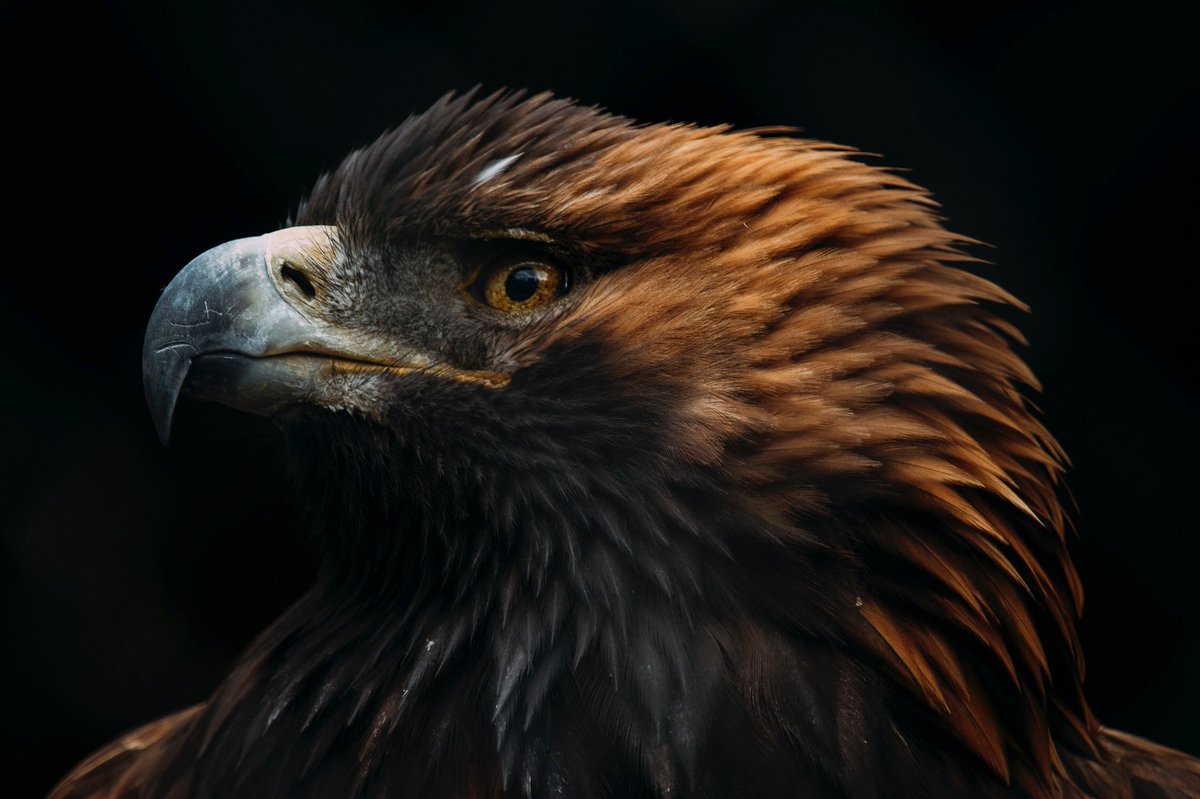 Make sure to get your #ROMwpyON &amp; #ROMwpyJR pics in by Feb 23! Here's a few fab entries! 👀 

Thanks to <a href="/henryscamera/">Henry's</a>, <a href="/porterairlines/">Porter Airlines</a> <a href="/lordnelsonhotel/">Lord Nelson Halifax</a> &amp; <a href="/AmbassatoursHFX/">Ambassatours Gray Line</a>
 for their generous prizes! 👉 rom.on.ca/contest

📸: <a href="/AdamsToronto/">Julie Adams Photography Toronto, ON</a>, @CARscubadiver, <a href="/juliapernaphoto/">julia.perna 📸🖼</a>