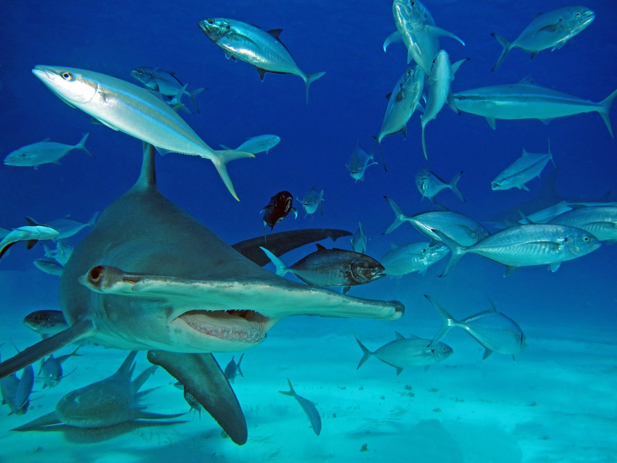 Sub_Optimal_de's tweet photo. #Diving in #Bimini #Bahamas with the #Hammerheads was just as cool as diving with the TigerSharks in Tiger Beach from Gran Bahama... https://t.co/6t8MabbJCo