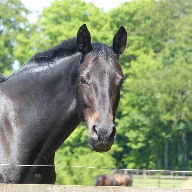 faside_stud's tweet photo. Our gorgeous homebred Broodmare Sandalwood by San Amour is expecting a Vitalis foal in mid May 2020. #vitalis #vitalisfoal #sanamour #dueinmay #dueinmay2020 #breedthebest #dressage https://t.co/04jDYlESk4