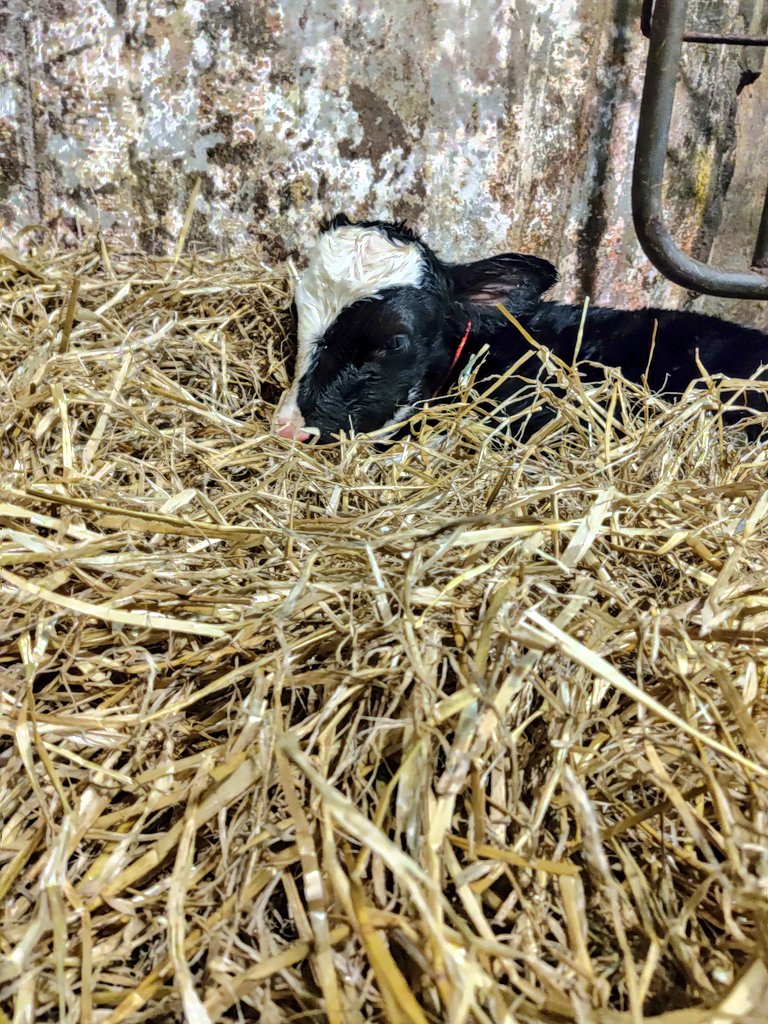 Catheff1's tweet photo. Fresh bed sheets! All tucked up for the night! No storms getting to these guys!
#newbedsheets #spring2020 #Februdairy #agcredible https://t.co/KHQCCzyJdf