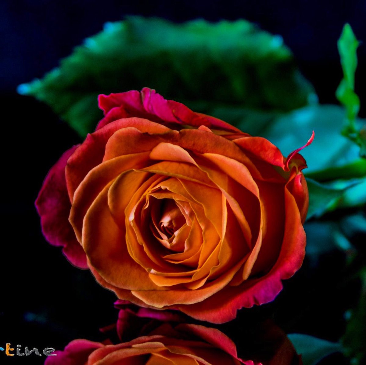 SunshineImages's tweet photo. #canon #NaturePhotography #Rose_art_ #photography #canonphotography https://t.co/qmSIl8ZIZF