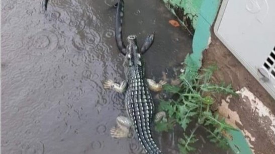 por las lluvias aca en Misiones aparecio una serpiente en mi patio por suerte mi perro es mas bravo la lluvia es asi y Misiones no es para trolos