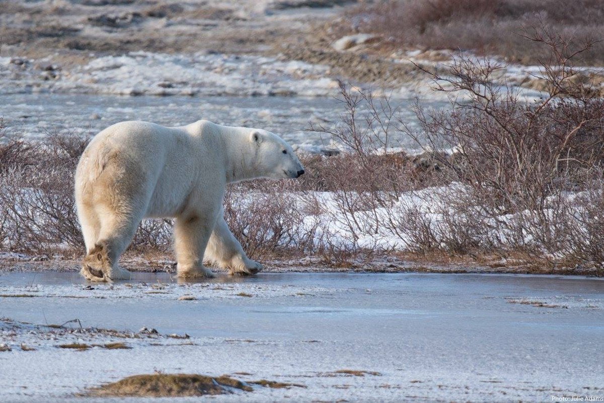WILDLIFE  <a href="/ROMtoronto/">Royal Ontario Museum</a> and #ROMwpyON