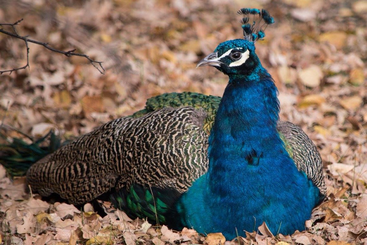 WILDLIFE <a href="/ROMtoronto/">Royal Ontario Museum</a> and #ROMwpyON