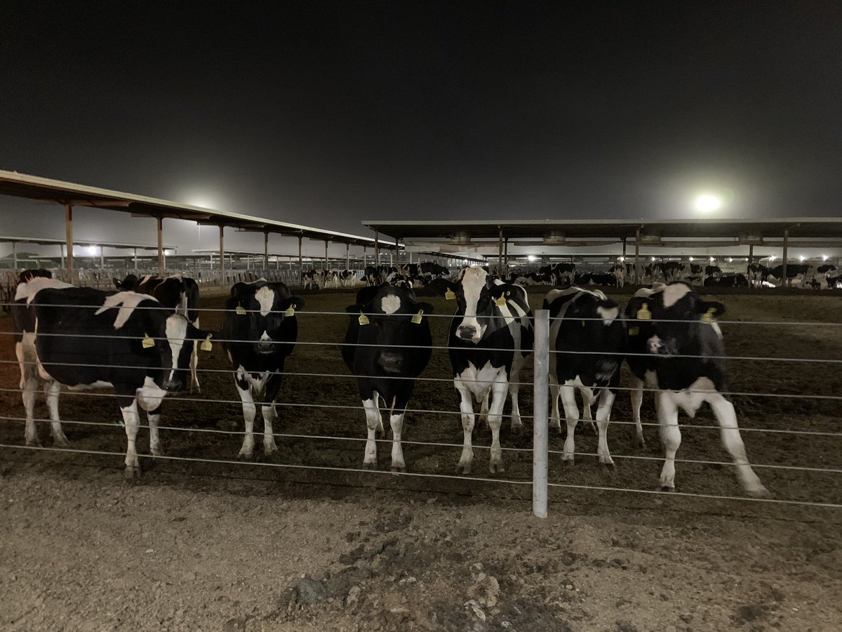 Davidrowe_1's tweet image. All the trimming is done at night, as it’s cooler for the Cows.  Using Comfort Chutes for efficiency and stress free handeling.
#SaveCowsNetwork #NoLamenessTolerance @SaveCowsNetwork