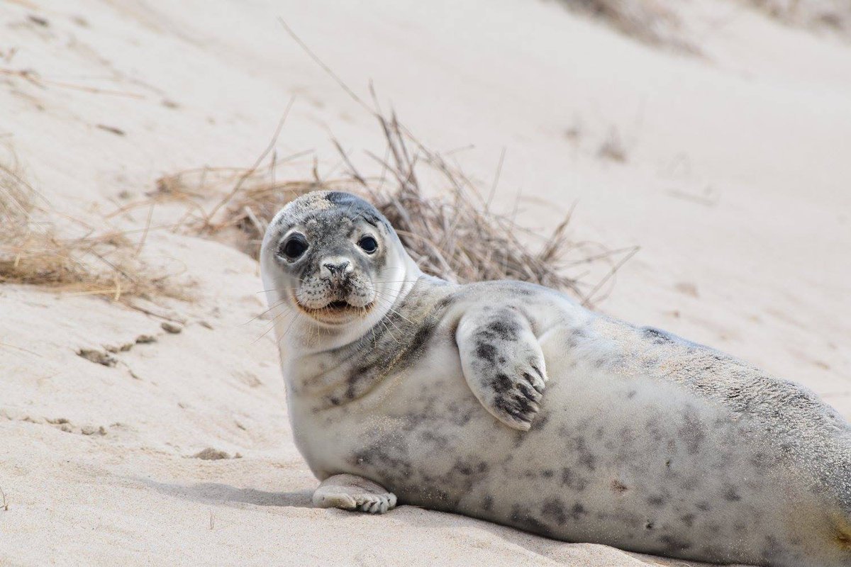 WILDLIFE <a href="/ROMtoronto/">Royal Ontario Museum</a> and #ROMwpyON