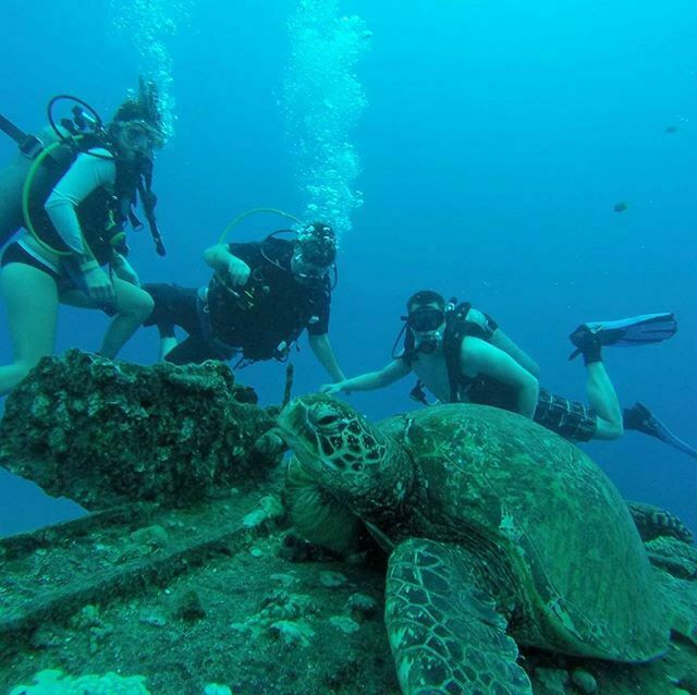scuba_hawaii's tweet photo. RainbowScuba: KGoetz2005 : Amazing experience while on vacation in Honolulu Hawaii with turtles!
#Hawaii #scuba #Gopro customers #diving #turtles #fundiving #turtlewithfriends #hawaiiangreenseaturtle #amazingdiving #beautifulturtle #giantseaturtle #scuba… https://t.co/vrEY1R6bBY