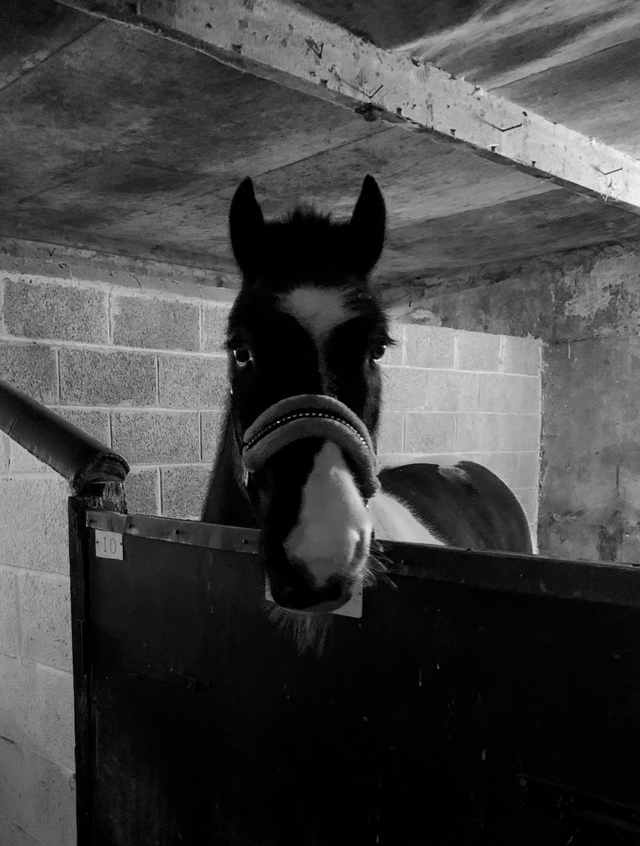 Nerruze's tweet photo. Please feed me human. Please https://t.co/WC2sI4Dwv9
