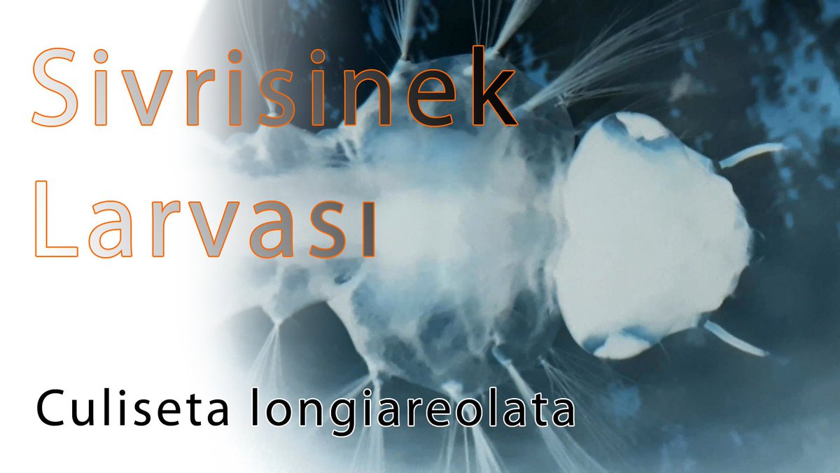 Sivrisinek larvası
Video : youtu.be/_M4lfounC_o