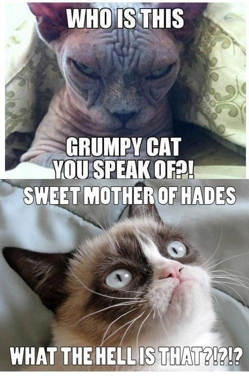TimAmburgeyJr's tweet photo. ... And the greatest meme of all time. #GrumpyCat #RIPGrumpyCat https://t.co/bY8oXMogTV