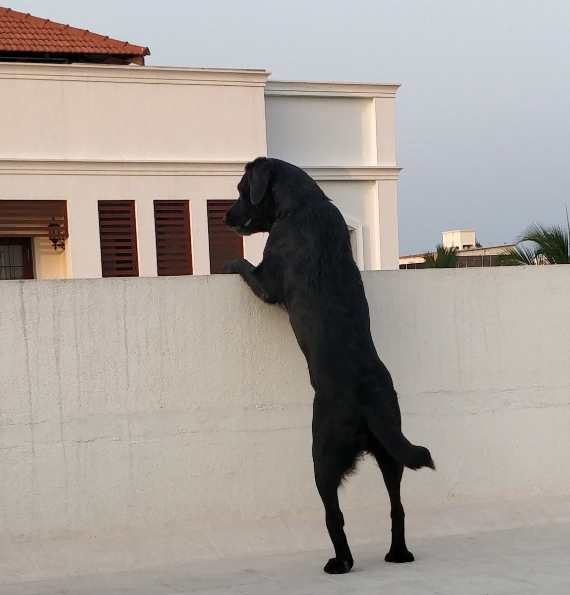 whenwherenilly's tweet image. I wurry fur her, sumtymes. She nids to stop taking to dat crow. @robthebobbie