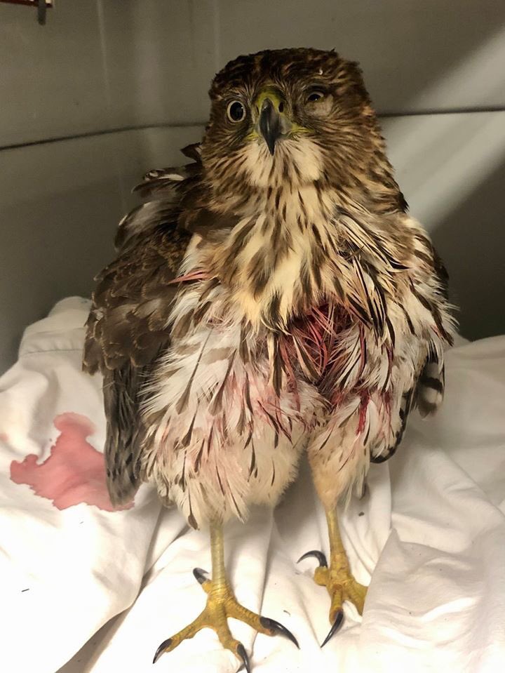 BRWildlifeCtr's tweet image. This young Cooper’s Hawk is recovering well after hitting a window, then being attacked by dogs in Leesburg, VA. In addition to head trauma and bruising, the hawk had multiple punctures and lacerations over its neck and pectoral muscles. 
#CoopersHawk #Windowstrike #DogAttack