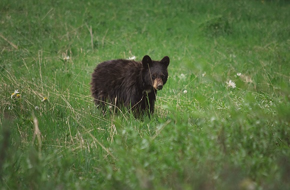 AWARE Simcoe tweet media