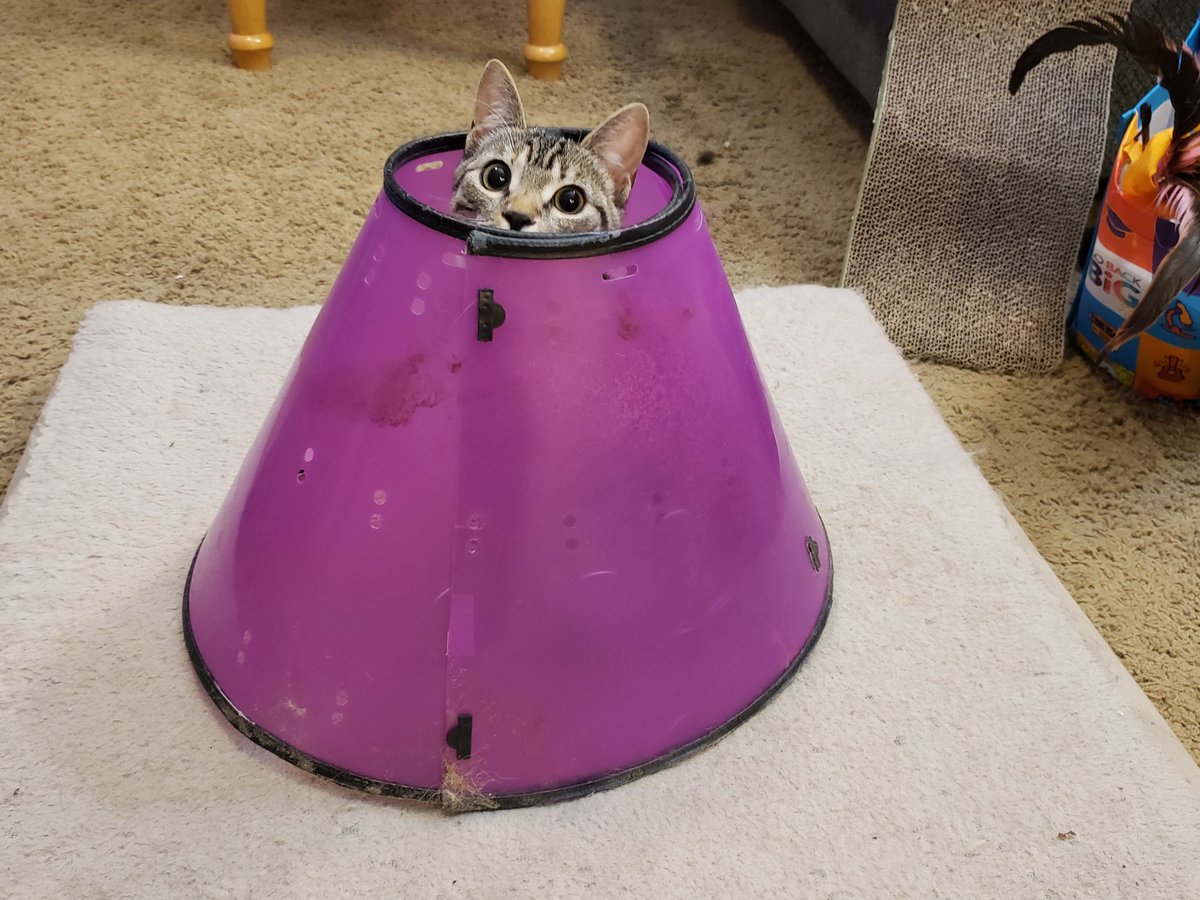 Kxranasinghe's tweet image. ⭐ 0/5 Ordered small felis domesticus. Was sold as small carnivorous predator. Seller described as able to hunt, stalk and...hide. Not performing as advertised. #rateaspecies