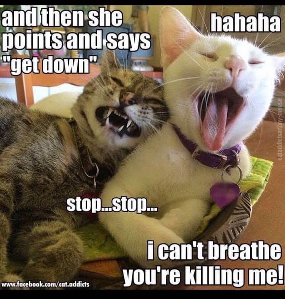#catsoftwitter #caturday #cats #funnycats #cat #ilovecats #getdown