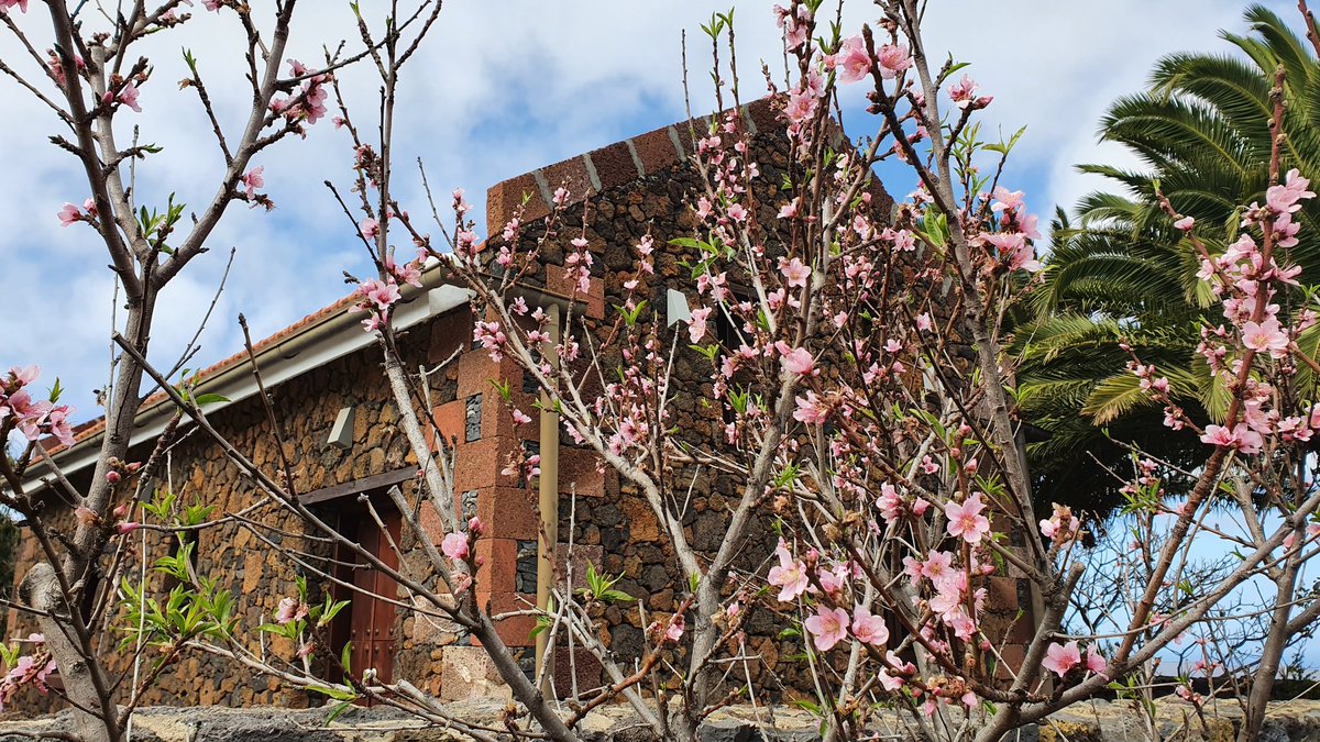 ElHierroHoliday's tweet photo. #CasaLaCasamera #ElHierro, #primavera en febrero https://t.co/dGm8ybWuQ5