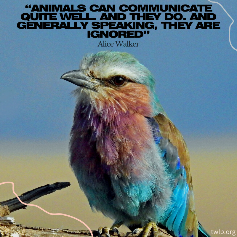 twlp_org's tweet photo. Listen.

#activism #animalrights #twlp #alicewalker #quote #animalpic #twitterquote #listen #art #graphics #artgraphics #takeaction #vegan #vegans #veganism #animal #animals https://t.co/Kr7kVWVVht