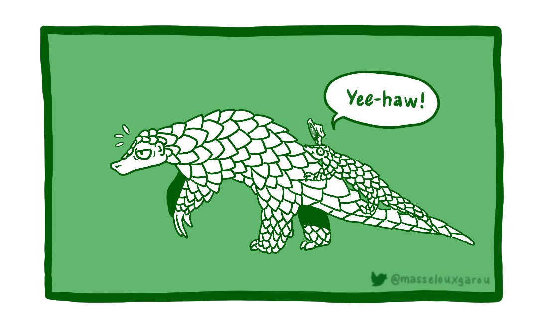 masselouxgarou's tweet photo. #PangolinFunFact Day 15: A female pangolin gives live birth to 1-3 offspring which will ride on her tail until weaned. If threatened, the mother will wrap around her baby. #WorldPangolinDay https://t.co/055NewkfID