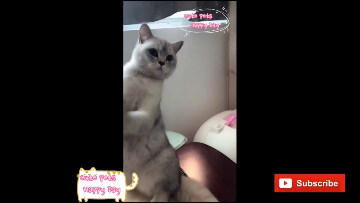 MeowMoeDotCom's tweet photo. Cute Cats And Dogs 🐶 Fu ...
#Cats #Cat #Kittens #Kitten #Kitty #Pets #Pet #Meow #Moe #CuteCats #CuteCat #CuteKittens #CuteKitten #MeowMoe
#CuteCatsAndDogsVideo #CuteCatsVideo #CuteCatsVideos #CuteKittensVideos #CuteKittiesVideos
https://t.co/OyzOA7X4nn
. https://t.co/hPeP4NU0R2