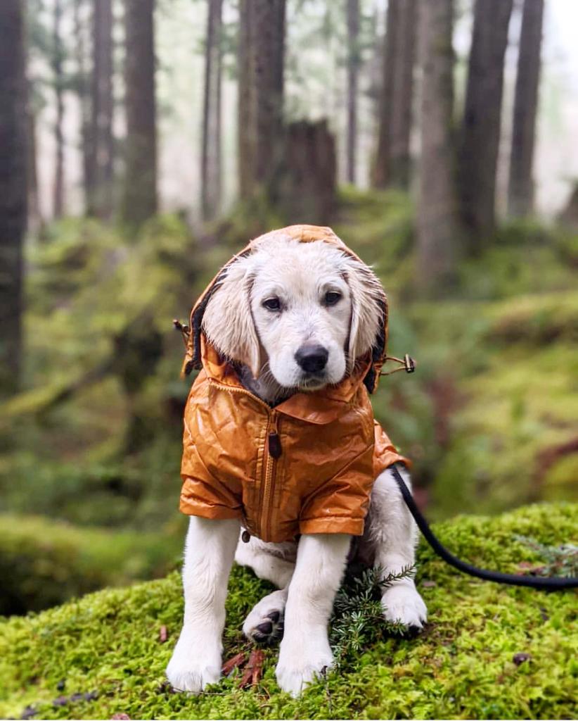 Petco's tweet photo. We like adventures, rain or shine. 🌧☀️ #ReddyPets https://t.co/jUxqxDNZhS