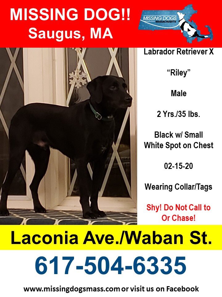 Please keep an eye out in the #SaugusMA area! This is a recently adopted #LastHopeK9 pup. Please share this post and help bring Riley home! ❤️ 

#MissingDogsMA #MissingDogsMass #MissingDogsMassachusetts