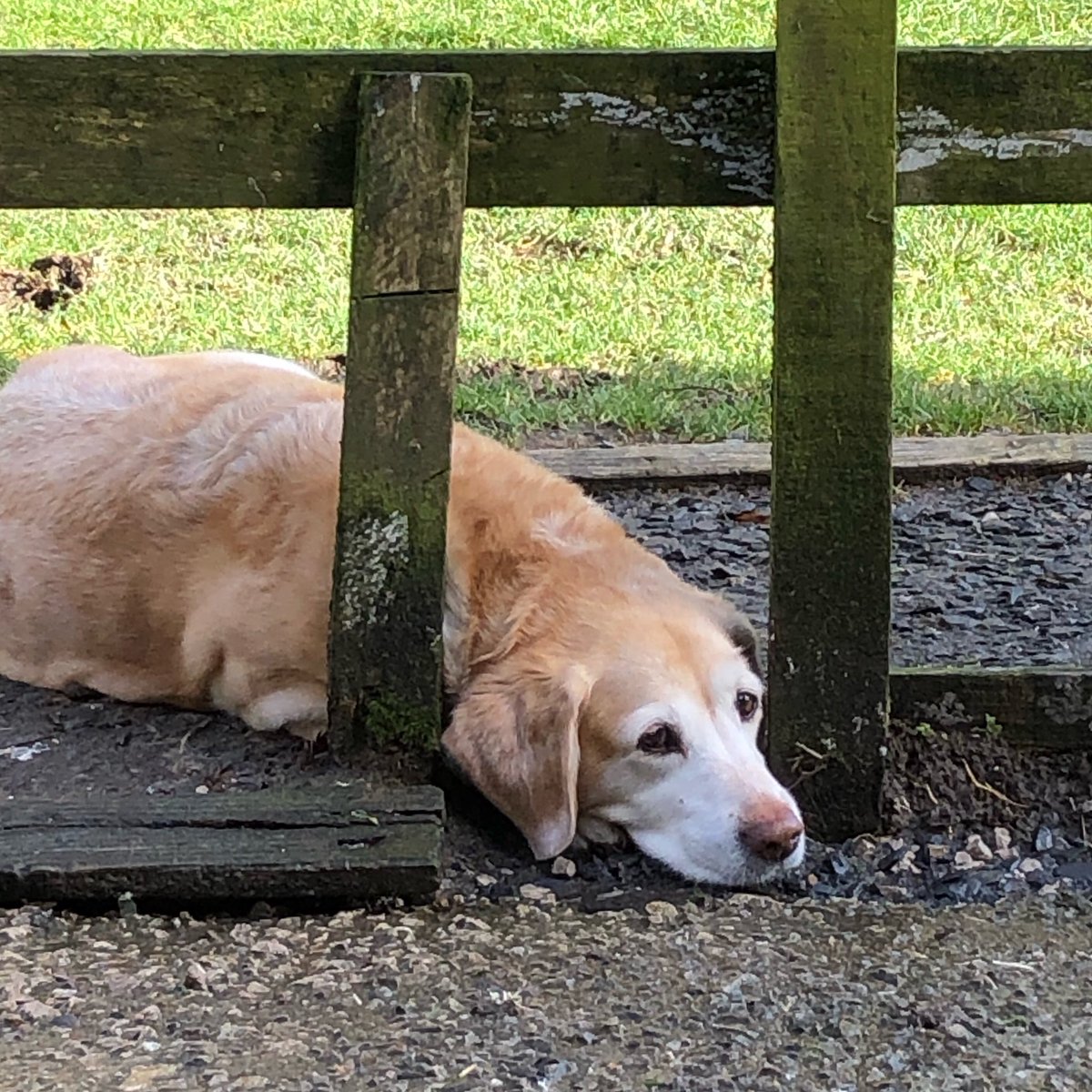 EggPuddingStone's tweet image. When you’re not allowed to join in with the #StormDennis clean up operation... 😕🙃🐕🐕 #farmlife 🐏🦆🐓