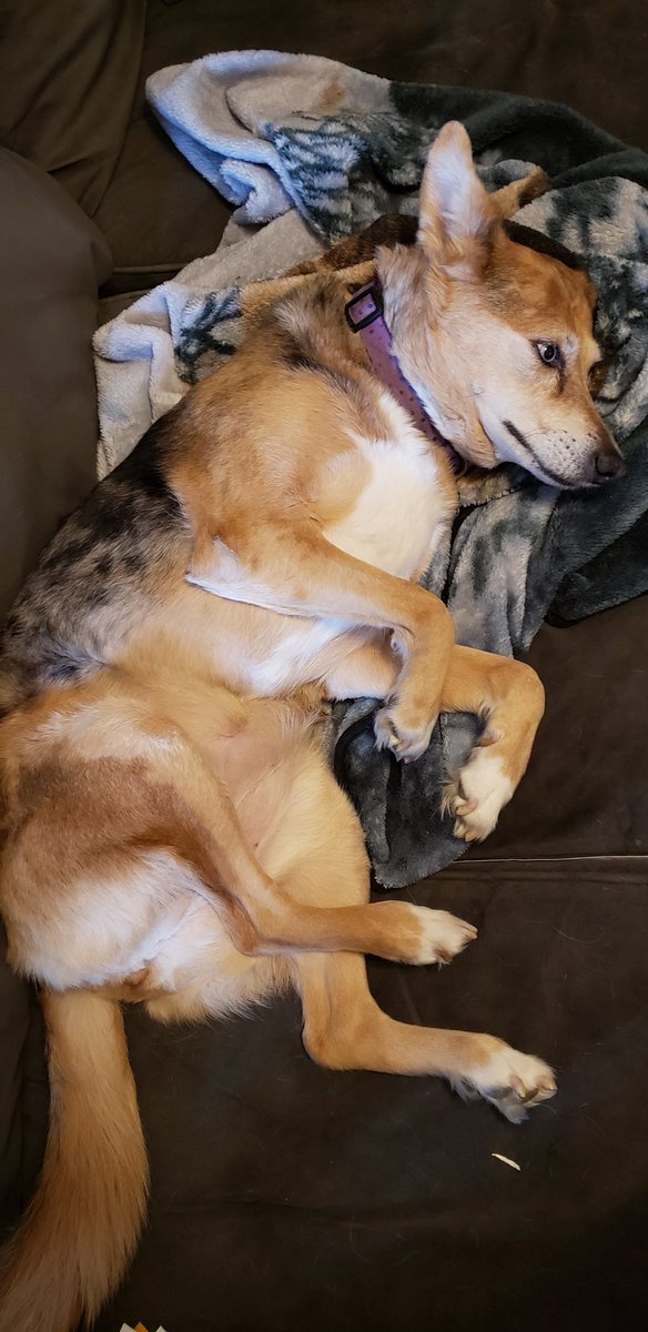 SheenaB0t's tweet photo. My dogs aren't spoiled. Nahhh. https://t.co/VuGkD0obpo