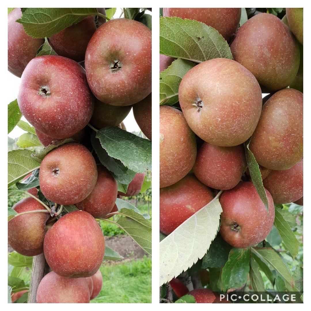 Deze hele week Goudreinet appels voor maar € 0,50 per kilo in de aanbieding bij Fruithalsmits!! 
Sterappellaan 29, Zeewolde. Geopend maandag t/m zaterdag van 8:00 tot 17:00 uur