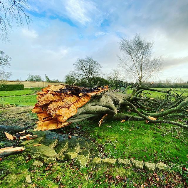 BlaiseBrogan's tweet photo. Losing an old friend such a shame. #blaiseintrees https://t.co/RLYtCWpTfC https://t.co/QjphU7V7yJ