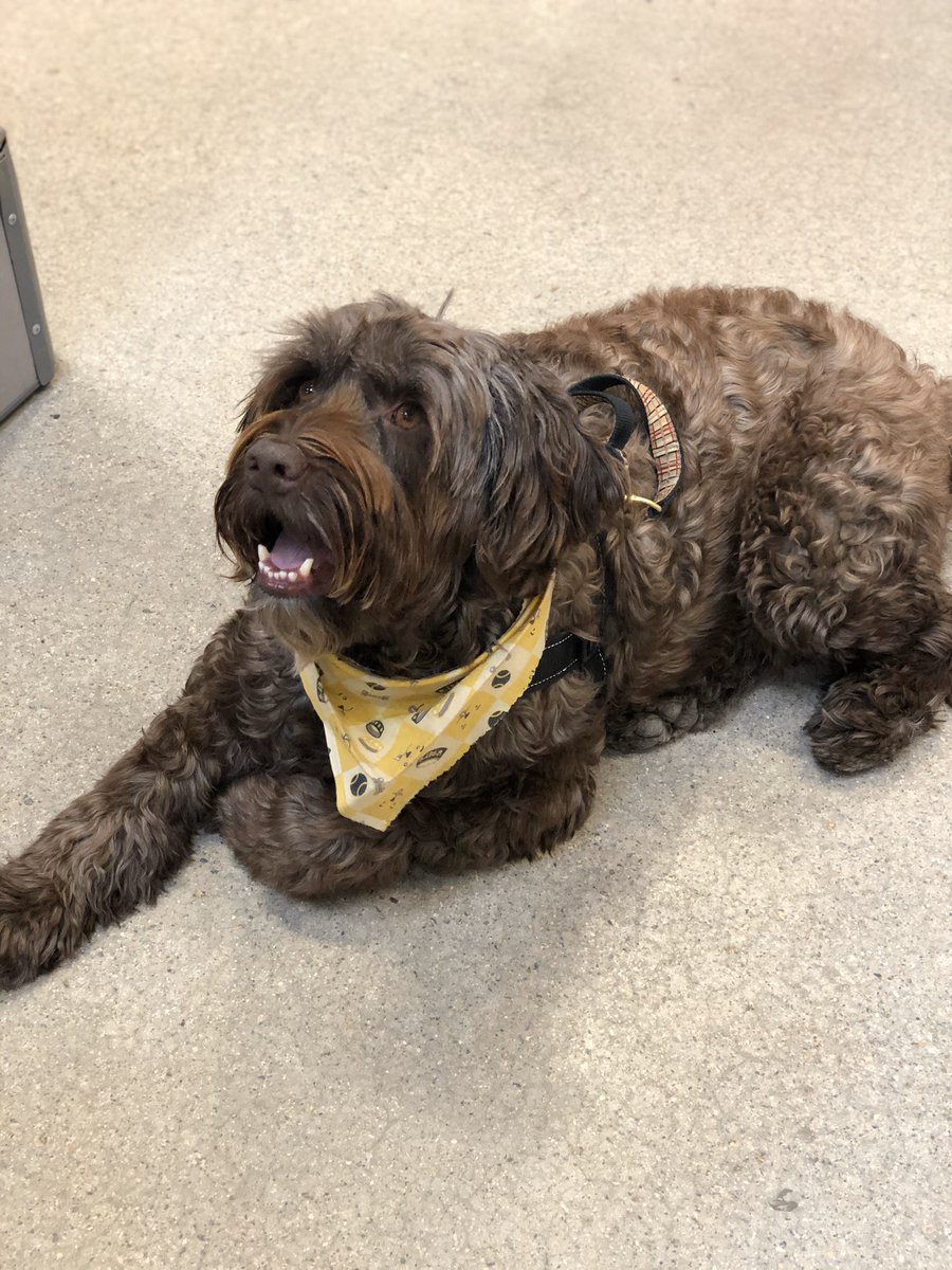 ThdVoa's tweet photo. Look at Jackson relaxing here at
S. Attleboro MA Home Depot. #dogsofhomedepot @DogsOfHomeDepot https://t.co/TqvHYHOaF9