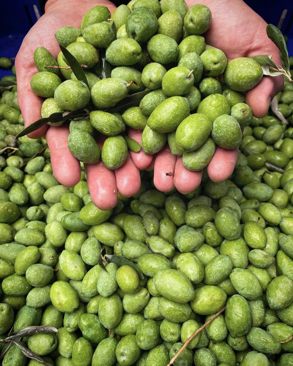 bellaterra_says's tweet photo. Nocellara Etnea Olives grow in the mineral rich volcanic soil on Mount Etna in Sicily. Taste them for yourself in our Monte Etna D.O.P Extra Virgin Olive Oil.
https://t.co/cGFdLsWBtK #oliveoil #monteetnadop https://t.co/VxffOiq4Wm