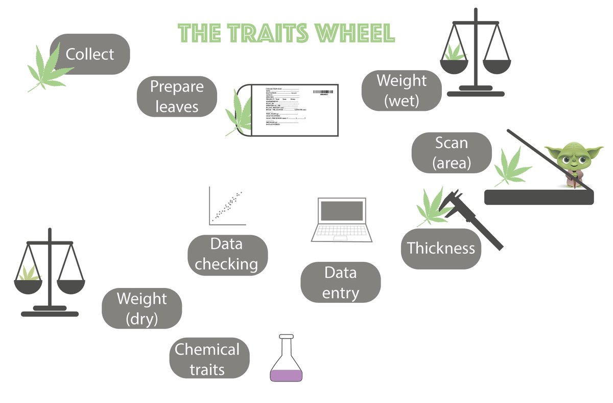 Have you ever heard about the #traitwheel? It's a "method" to measure standardized #functionaltraits we use on our #PFTC courses. This is part of a presentation to explain the students each step, all the mistakes we made and what we learned and how we improved the process.