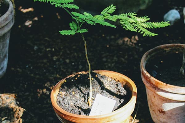 “Trees are the most powerful concentrators of carbon on Earth."
That's why Bertch associates have planted thousands of trees since 1977 and will continue to plant more.
bit.ly/3704dLi

#bertch #sustainability #americanmade #usa