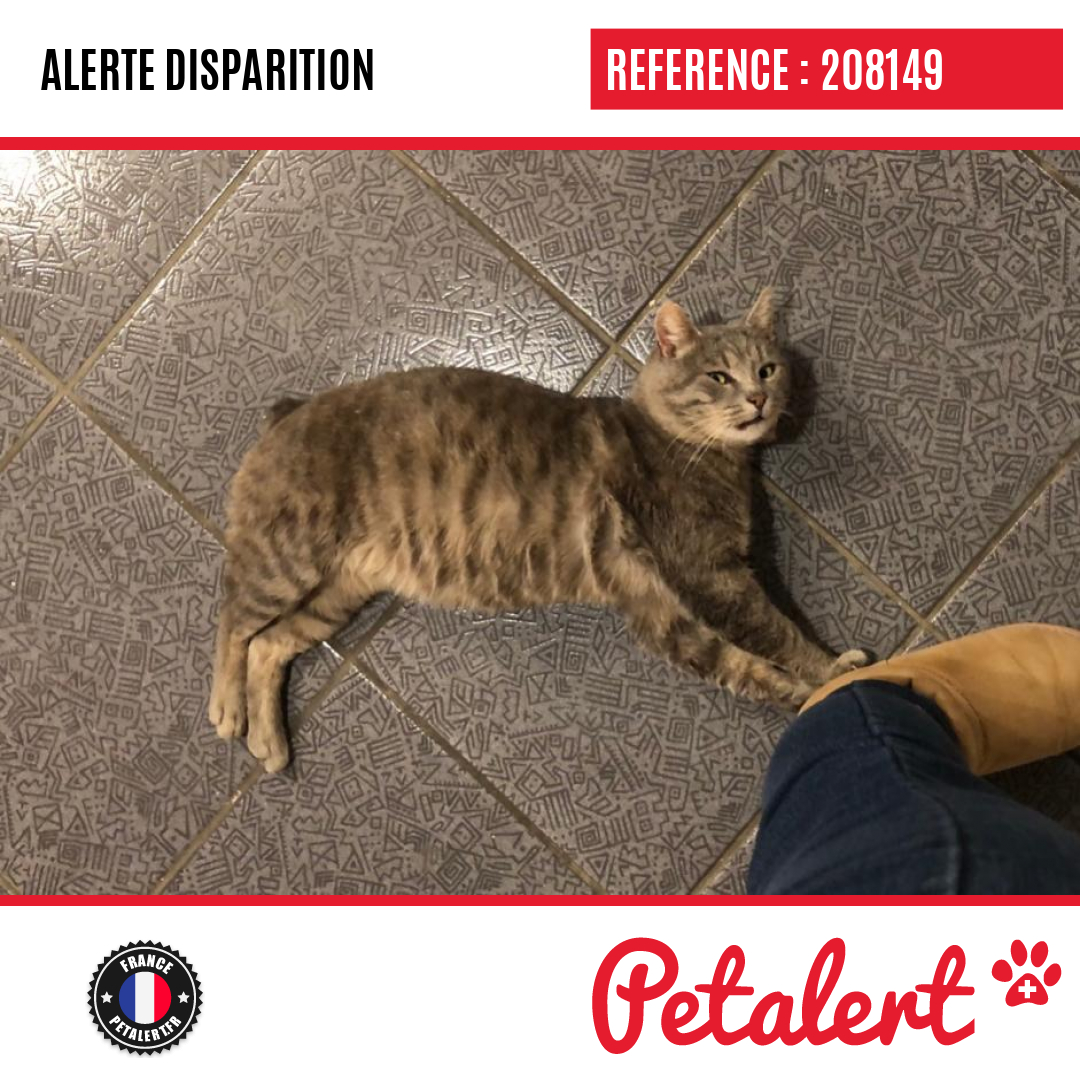petalert_france's tweet image. Disparu #Chat #HauteMarne #Bannes #Petalert  #PetAlert52 / p3t.co/Lw5bi