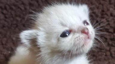 Rural Cats &amp; Kittens need your support right now! Don't let this local rescue close its doors, we need to raise 7K, please support this cause &amp; share or donate. gofundme.com/f/barking-beau…? #ottnews #Canada #animalrescue #ontario #ottawacats #catsoftwitter #cats #kittens