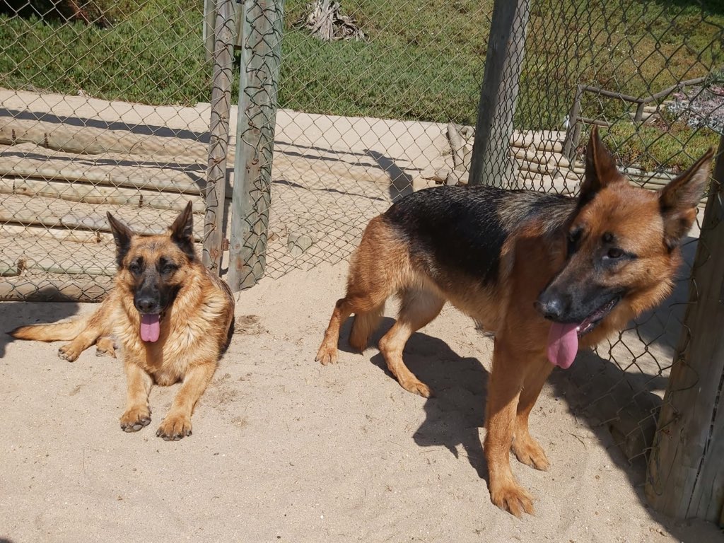 Están perdidas en playa Cau Cau Horcon difundir por favor!! Son hermosas y están muy cuidadas! Se deben haber escapado! Muy dóciles https://t.co/HaOqbKLPqz