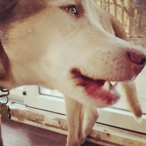 PitskyBrothers's tweet photo. Peanut butter makes boomerang cinematic action easy for us. #pitskybrothers #dogsofinstagram #dogsandpeanutbutter https://t.co/4INmOU79k1 https://t.co/1EvG7h8mxo